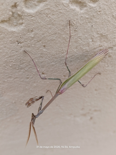 Mediterranean Conehead Mantis