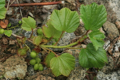 Ribes procumbens
