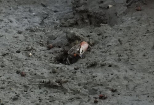 Bowed Fiddler Crab