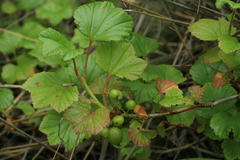 Ribes procumbens