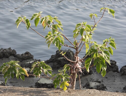 Paper mulberry