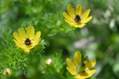 Adonis microcarpa, photograph (c) Caroli, some rights reserved (CC BY)