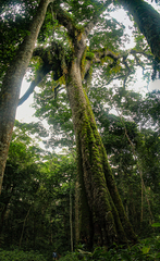 Pachyelasma tessmannii