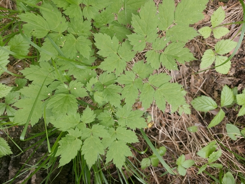 Actaea erythrocarpa, photograph 6