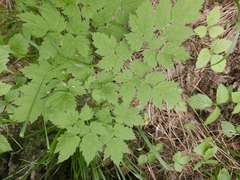 Actaea erythrocarpa, photograph (c) Евгений Маринкин, some rights reserved (CC BY)
