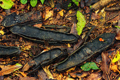 Pachyelasma tessmannii