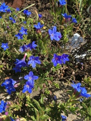 Lithodora