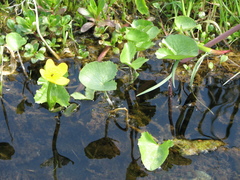 Caltha sibirica
