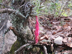 Tillandsia macdougallii