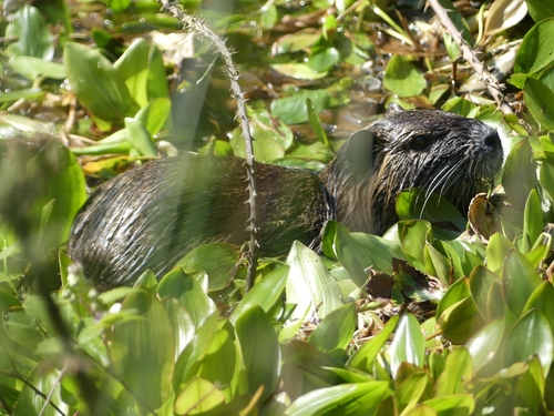 Coypu