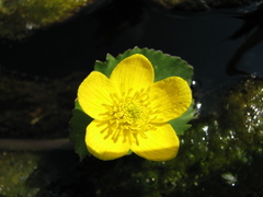 Caltha sibirica