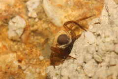 Argyroneta aquatica
