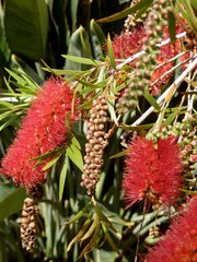 Melaleuca subulata