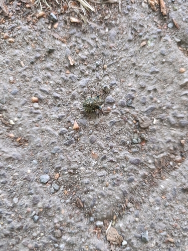 Forest Bug