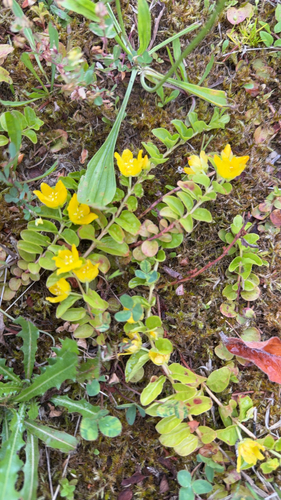 creeping Jenny
