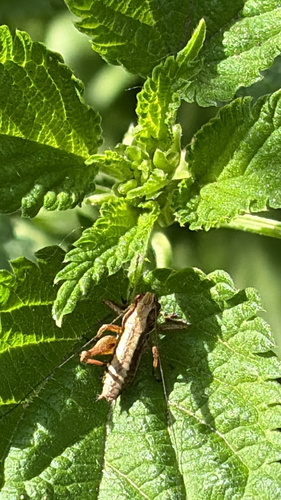 Dark Bush-cricket