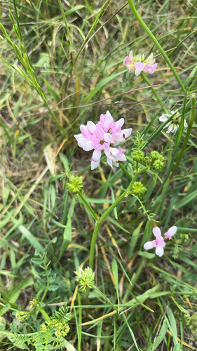 purple crownvetch