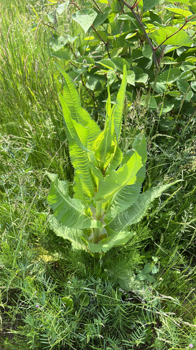 wild teasel