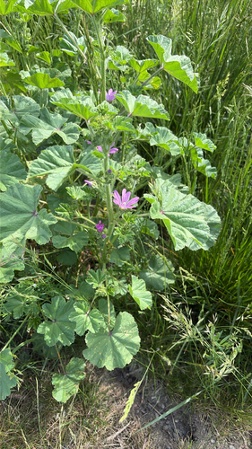 Common Mallow