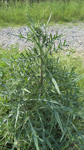 Bull Thistle
