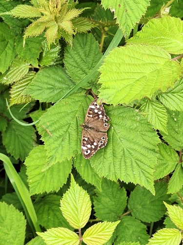 Speckled Wood