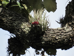 Tillandsia macdougallii