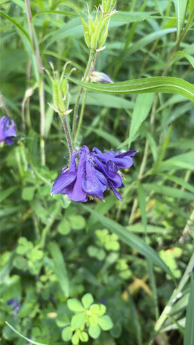 common columbine