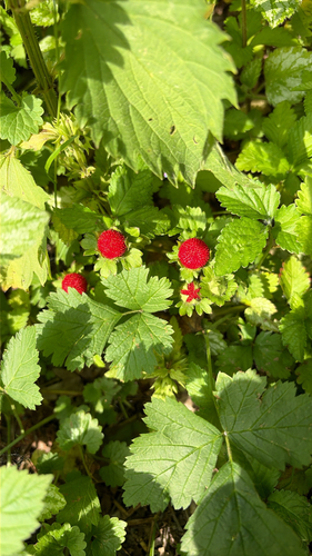 mock strawberry