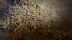 Asyncoryne
