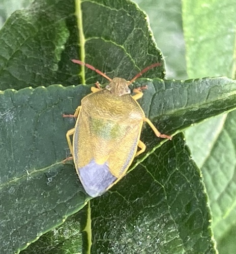 Gorse Shield Bug