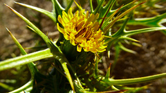 Scolymus
