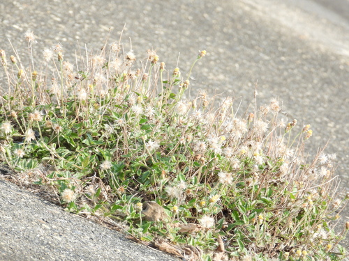 Tridax Daisy