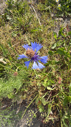 Cornflower