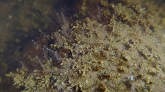 Asyncoryne