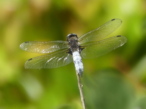 Scarce Chaser