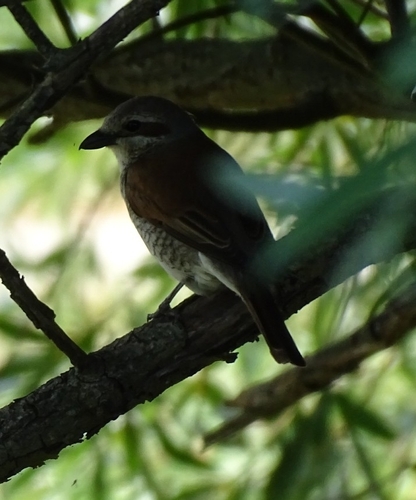 Red-backed Shrike