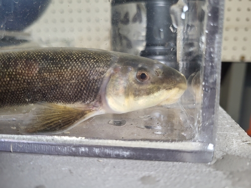 Bridgelip sucker (Catostomus columbianus) — Catostomidae — 4