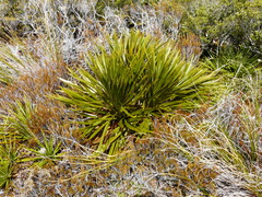 Aciphylla horrida