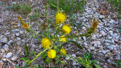 Centaurea solstitialis solstitialis