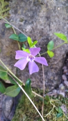 Vinca minor