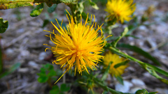 Centaurea solstitialis solstitialis
