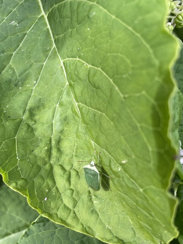 Southern Green Stink Bug