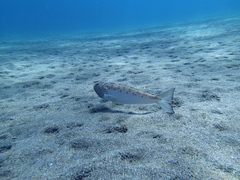 Trachinus radiatus