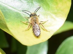 Andrena haemorrhoa