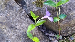 Vinca minor