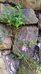Vinca minor