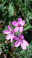 Erodium cicutarium