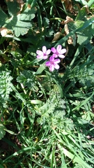 Erodium cicutarium