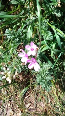 Erodium cicutarium
