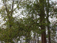 Mitragyna parvifolia